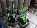 vignette jeune plant flamboyant a droite, petit a gauche