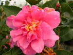 vignette Camellia 'Fiesta Grande', reticulata