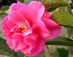 vignette Camellia 'Fiesta Grande', reticulata