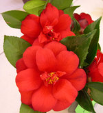 vignette Camellia 'Fire Dance', japonica