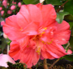 vignette Camellia 'FLamingo', japonica