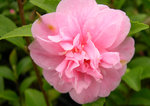 vignette Camellia 'Fragrant Joy', hybride