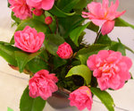 vignette Camellia 'Fragrant Pink', hybride