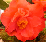 vignette Camellia 'Framer's Finted Coral', hybride