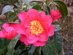vignette Camellia 'Francie L', reticulata