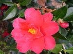 vignette Camellia 'Freedom Bell', hybride