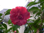 vignette Camellia 'Gnral Leclerc', japonica