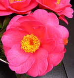 vignette Camellia 'Grard Mellier', japonica