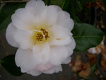 vignette Camellia 'Golden Glow', hybride
