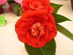 vignette Camellia 'Grand Slam', japonica
