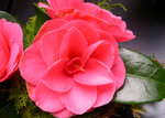 vignette Camellia 'Guichard Soeurs', japonica