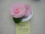 vignette Camellia 'Happy Holidays', japonica
