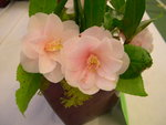 vignette Camellia 'Harugasumi', japonica
