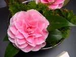 vignette Camellia 'Hikarugenji' = 'Herme' = 'Jordan's Pride' = 'Souvenir de Henri Guichard', japonica