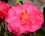 vignette Camellia 'Holly Bright', japonica