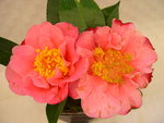 vignette Camellia 'Houye Diechi', reticulata