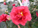 vignette Camellia 'Howard Asper', reticulata