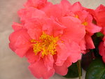 vignette Camellia 'Howard Asper', reticulata