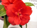 vignette Camellia 'Jacques Cassard', japonica