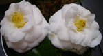 vignette Camellia 'Janet Waterhouse', japonica