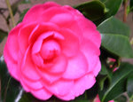 vignette Camellia 'Jean Claris', williamsii