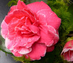 vignette Camellia 'Jean Clere', japonica