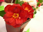 vignette Camellia 'Jean Renaud', japonica