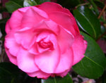 vignette Camellia 'Joe Nuccio', williamsii