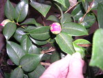 vignette Camellia 'Joan Trehane', hybride