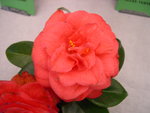vignette Camellia 'Joseph Pfingstl', japonica