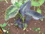 vignette colocasia illustris