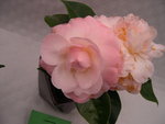 vignette Camellia 'Julia France', japonica