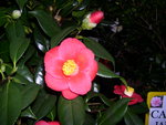vignette Camellia 'Jupiter', japonica