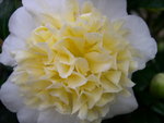 vignette Camellia 'Jury's Yellow', hybride
