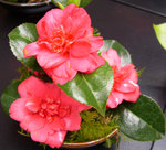 vignette Camellia 'Kasuga yama', japonica rusticana