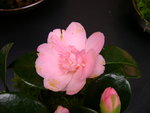 vignette Camellia 'Kewpie Doll', japonica