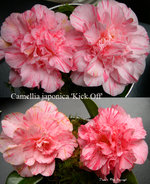 vignette Camellia 'Kick Off', japonica