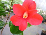 vignette Camellia 'Kakureiso', japonica