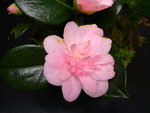 vignette Camellia 'Kewpie Doll', japonica