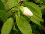vignette Camellia 'Kich', hybride