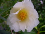 vignette Camellia 'Kich', hybride