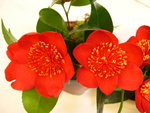 vignette Camellia 'Kimberley', japonica