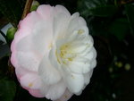 vignette Camellia 'Kitty', japonica