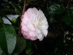 vignette Camellia 'Kitty', japonica