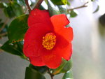 vignette Camellia 'Korea Dachoena'