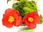 vignette Camellia 'Korea Datchung', japonica