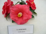 vignette Camellia 'Adolphe Audusson', japonica