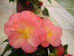 vignette Camellia 'Alison Leigh Woodroof', japonica