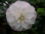 vignette Camellia 'Alta Gavin', japonica