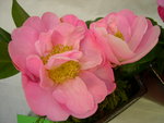 vignette Camellia 'Amabel Lansdell', japonica